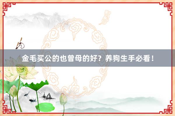 金毛买公的也曾母的好？养狗生手必看！